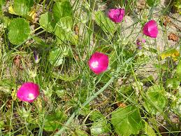 Image result for Hydrocotyle bonariensis