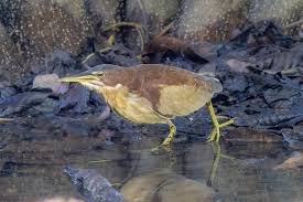 Image result for Brachyachne simonsii