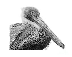 The most popular paolo pantalena comic art at comicartfans.com. 047 Sinbad The Pelican Drawing By Abbey Noelle