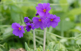 Was viele nicht wissen ist , die primel zählt zu den. Primula Amoena Kaukasus Primel