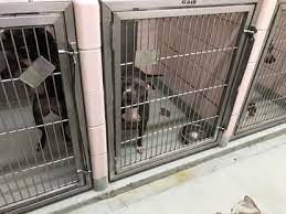 Maybe you would like to learn more about one of these? Chicago Ridge Animal Shelter Pushes Back On Accusations Of Poor Conditions After Positive State Report Chicago Tribune