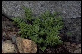 Image result for Pteridaceae