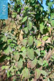 Image result for Mesosphaerum pectinatum