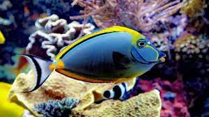 Artinya ikan ini mampu hidup di air dengan tingkat keasinan yang tinggi. 11 Ikan Hias Air Laut Terbaik Yang Mudah Didapatkan Dan Dipelihara Bukareview