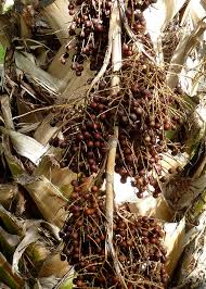 Image result for Sabal domingensis