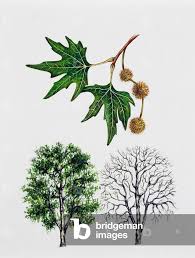 Image result for Platanaceae