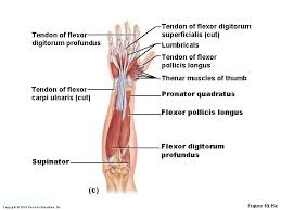 It is in the anterior compartment of the forearm. Power Point Lecture Slides Prepared By Janice Meeking