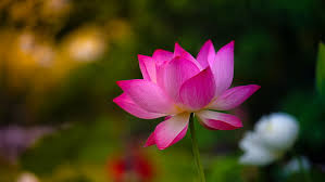 For your convenience, there is a search service on the main page of the site that would help you find images similar to lotus flower image free with nescessary type and size. Hd Wallpaper Selective Photography Of Pink Lotus Flower Nature Lotus Water Lily Wallpaper Flare