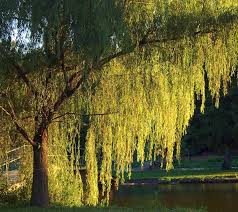 Image result for Salix