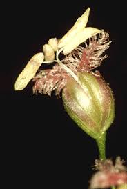 Image result for Isachne mauritiana