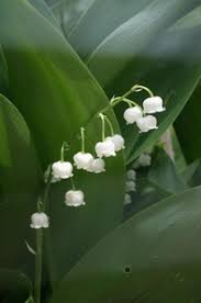 Image result for Convallariaceae