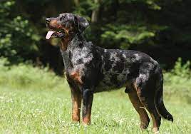 Maybe you would like to learn more about one of these? Beauceron Berger De Beauce Breeds