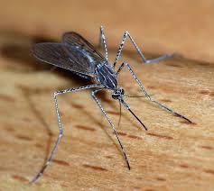 Not all mosquito species feed on people, some prefer other animals; Mosquito Wikipedia