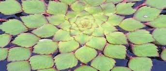 Image result for Trapa natans