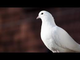 They have patches of pink and green on the upper breast and neck. White Dove Birds Most Beautiful White Dove Birds Youtube