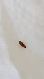 We did not find results for: Identifying A Tiny Brown Bug Thriftyfun