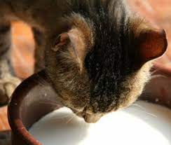 Raw goat milk is one of the most digestible foods on earth. Pin On Raw Goats Milk