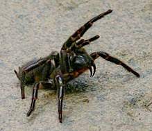 From time to time more venomous. List Of Medically Significant Spider Bites Wikipedia