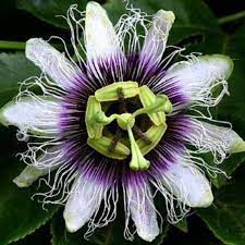 10 White Purple Passion Flower Seeds Perennial Giant Flowers Garden Plant Spring Summer Vine Bloomin Passion Flower Passion Fruit Plant Purple Passion Flower