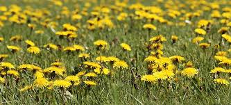 How to get rid of chickweed in lawn? How To Get Rid Of Dandelions