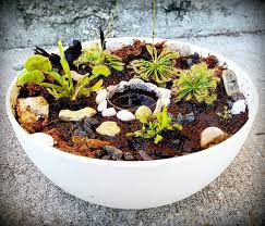 Magical Mini Bog Garden Carnivorous Plants Terrarium Bog Garden Bog Plants