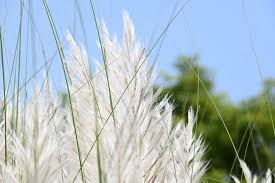 Image result for Saccharum spontaneum