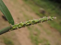 Image result for Anthephora