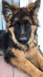 Bruno German Shepherd German Shepherd Dogs German Shepard Puppies Shepherd Dog