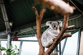 Sydney Taronga Zoo General Entry Ticket And Wild Australia Experience Australia Australia Animals Australian Wildlife