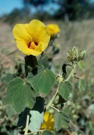 Image result for Hibiscus panduriformis