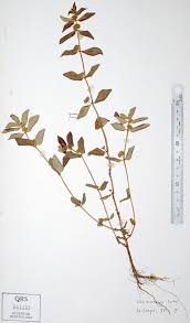 Image result for Euphorbia hirta