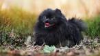 Black Pomeranians | Detailed Info & Photos | Information ...