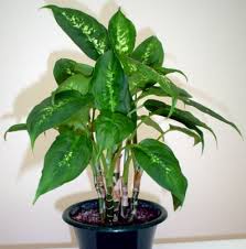 Dumb Cane Dumbcane A Poisonous Plant Poisonous Plants Plants Mushroom Plant