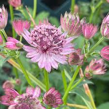 Image result for Astrantia major `Roma`