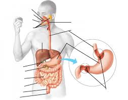I took lexapro 10mg for 2 days and had to stop it because i was having suicidal thought. Digestive System Labeling Interactive Quiz