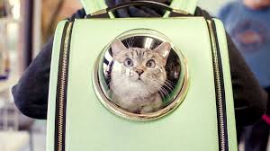 Ce tissu nest pas pour les timides avec des chats coquins multicolores faisant ce que les chats font le mieux. Partir En Randonnee Avec Son Chat Guide Du Sac A Dos