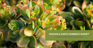 Image result for Crassula ovata
