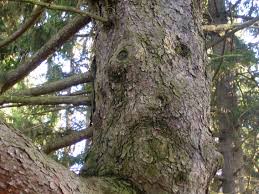Huber Woods Middletown Nj Tree Tree Trunk Plants