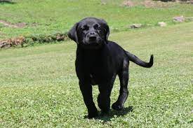Dogtime hilser georgiens homeward bound pet rescue of gilmer county. Homeward Bound Animal Rescue Reviews And Ratings Mechanicsburg Pa Donate Volunteer Review Greatnonprofits