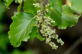 Image result for Homalium dentatum