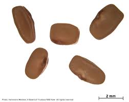 Image result for Indigofera lupatana