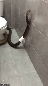 Maybe you would like to learn more about one of these? Cobra In A Toilet Paper Roll Gifs