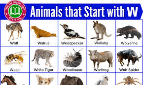 Some humans can't even remember their breakfast this morning! 79 Animals That Start With W Animals Beginning With W Onlymyenglish
