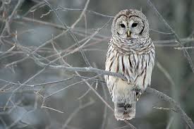 Then you would need to become a license falconer or pursue other special permitting/license (rehab. Do Owls Eat Cats Poc
