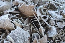 A geada queimou as folhas das plantações, provocando. Frio Perde Forca No Rs Mas Cidades Ainda Registram Geada E Temperaturas Proximas De 0Âºc Aw Estrela Revista