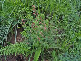 Image result for Indigofera hilaris
