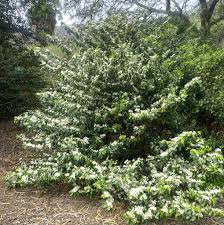 Image result for Psydrax subcordata