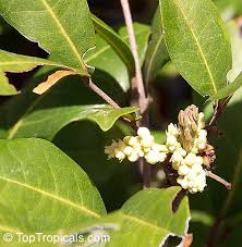 Image result for Melicoccus