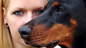 Germanischer Bärenhund