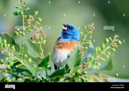 Image result for Passerina montana